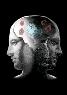 The Psychotherapy Clinic